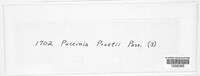 Allodus prostii image
